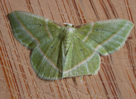 Showy Emerald
